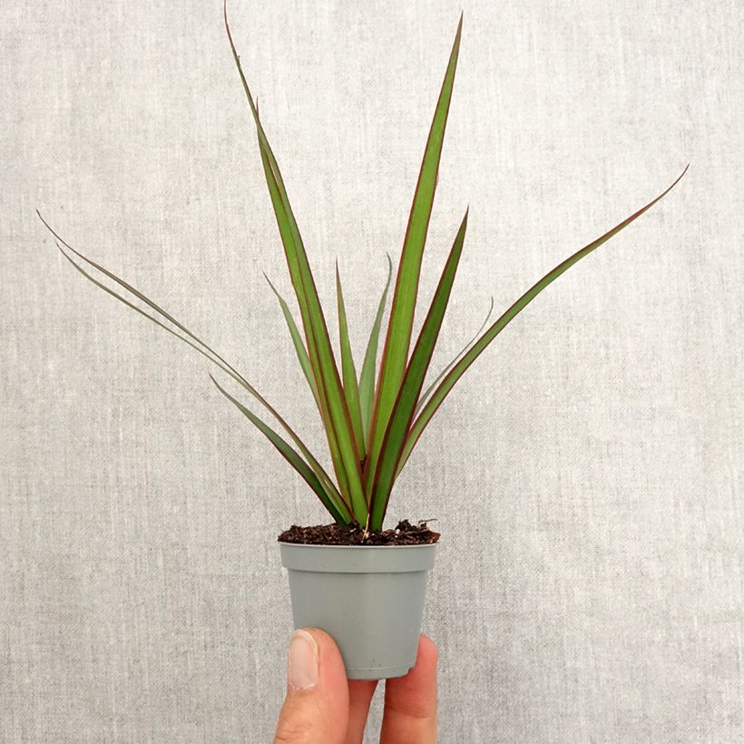 Example of Dracaena marginata - Dragonnier de Madagascar Mini-plante as you get in printemps