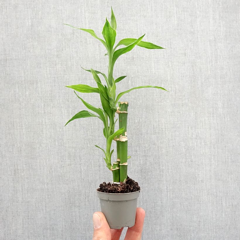 Spécimen de Dracaena sanderiana - Lucky bamboo Mini-plante tel que livré au printemps