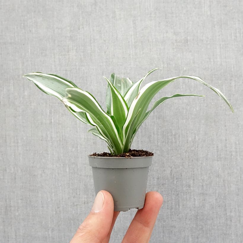 Spécimen de Dracaena White Jewel - Dragonnier Mini-plante tel que livré au printemps