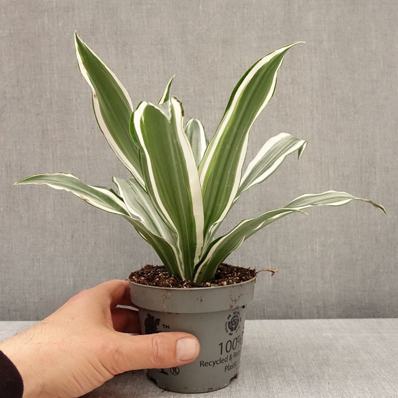 Spécimen de Dracaena White Jewel - Dragonnier Pot de 12 cm / 13 cm tel que livré au printemps