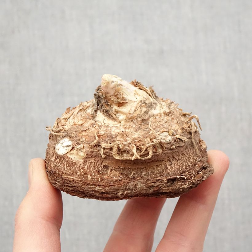 Spécimen de Dracunculus vulgaris - Serpentaire commune Bulbe calibre 13+ tel que livré au printemps