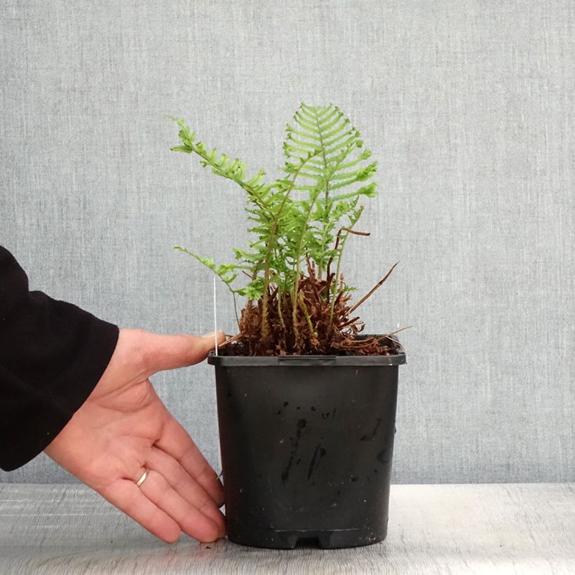 Spécimen de Dryopteris affinis Cristata ou The King - Fausse Fougère mâle Pot de 2L/3L tel que livré au printemps