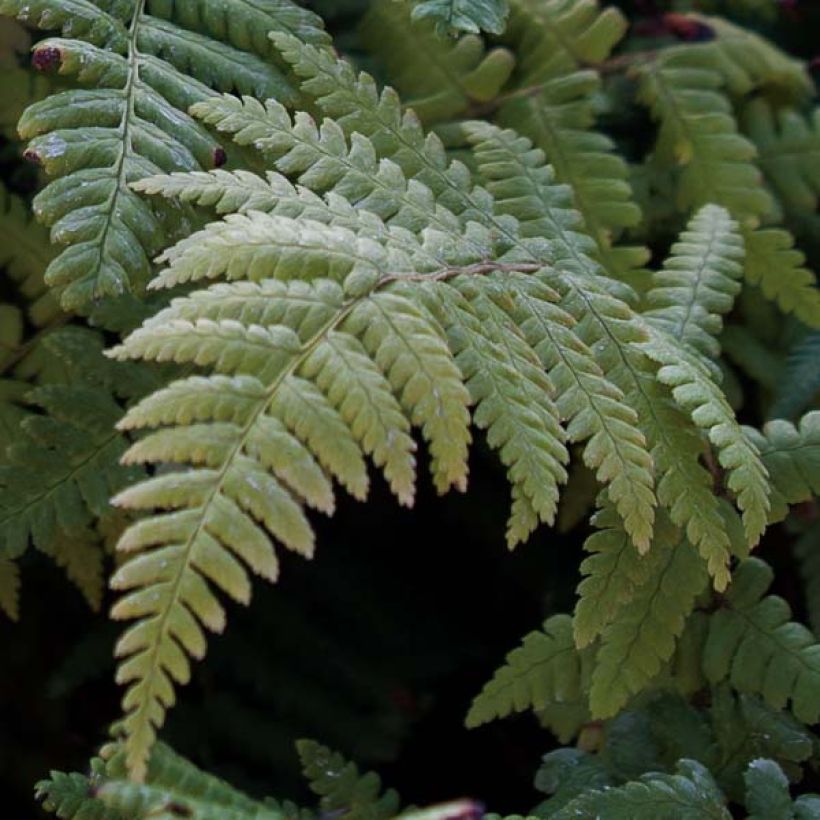 Dryopteris affinis - Fougère (Foliage)