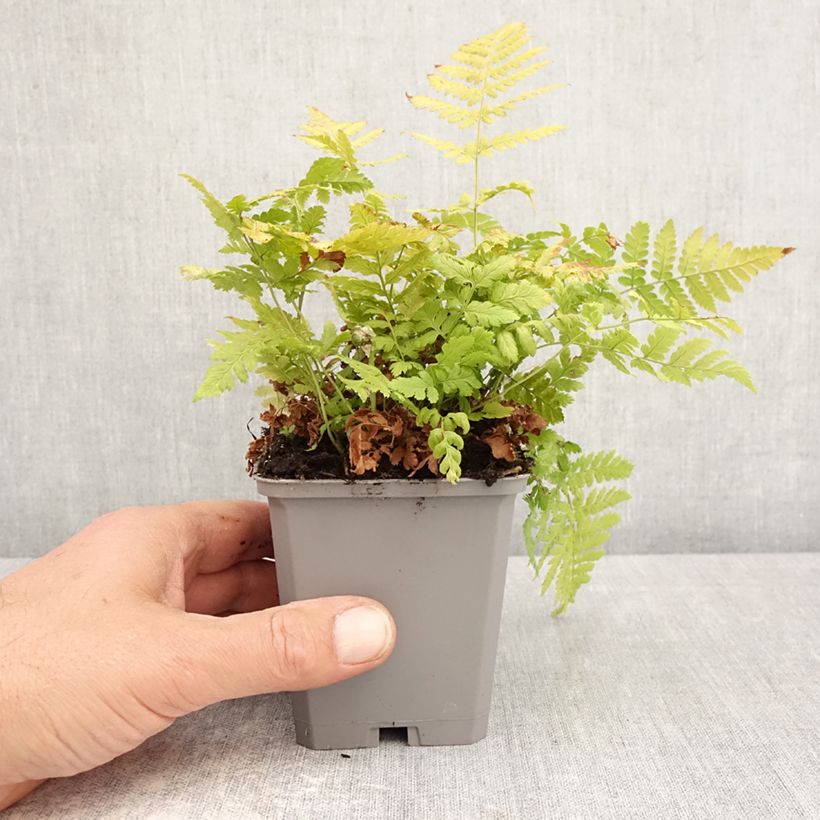 Spécimen de Dryopteris carthusiana - Fougère ou Dryoptéride des chartreux Godet de 8/9 cm tel que livré au printemps