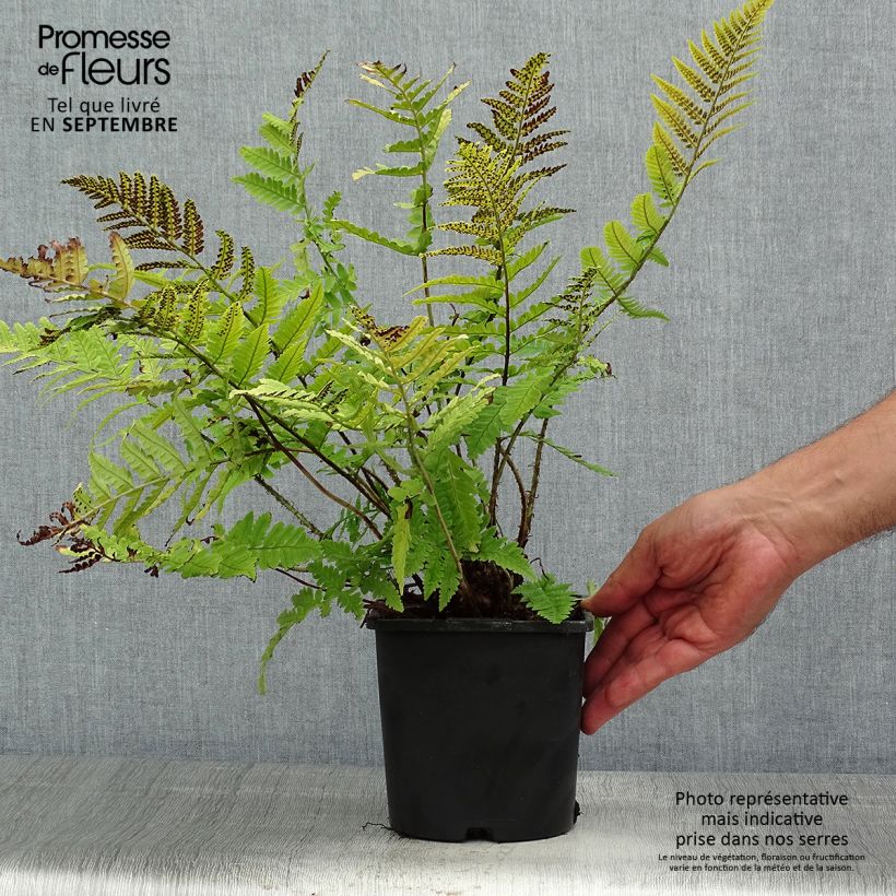 Spécimen de Dryopteris coreano-montana - Fougère Pot de 2L/3L tel que livré en été