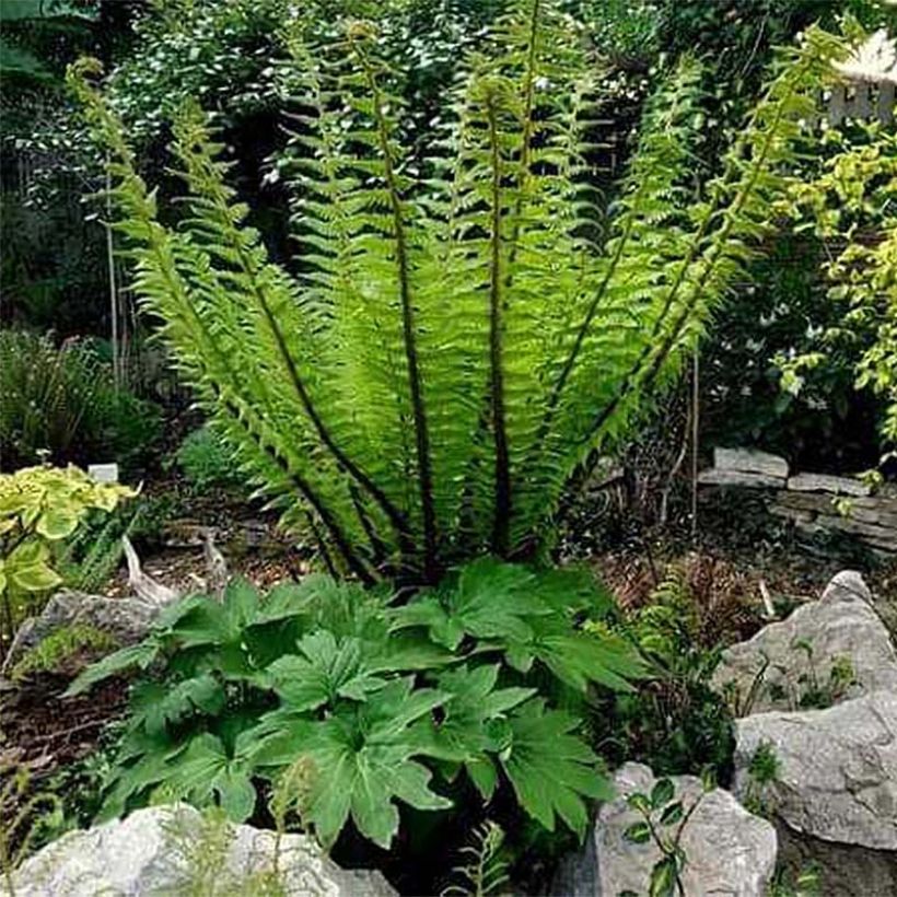 Dryopteris crassirhizoma - Fougère (Plant habit)