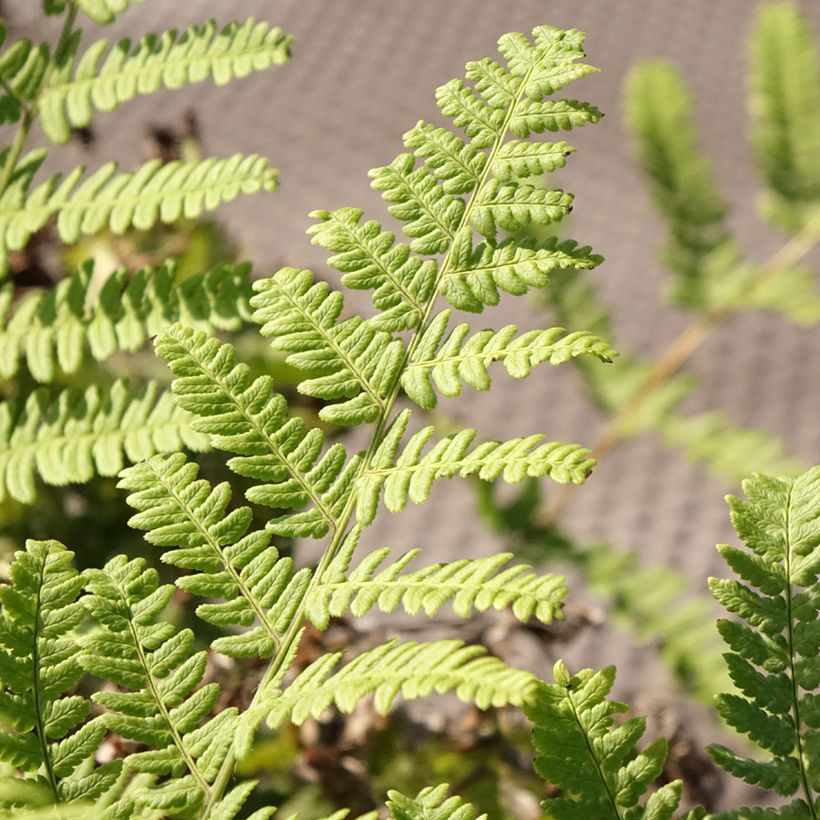 Dryopteris stewartii - Fougère (Feuillage)