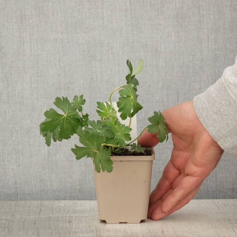 Example of Géranium vivace cantabrigiense St Ola Godet de 8/9 cm as you get in printemps