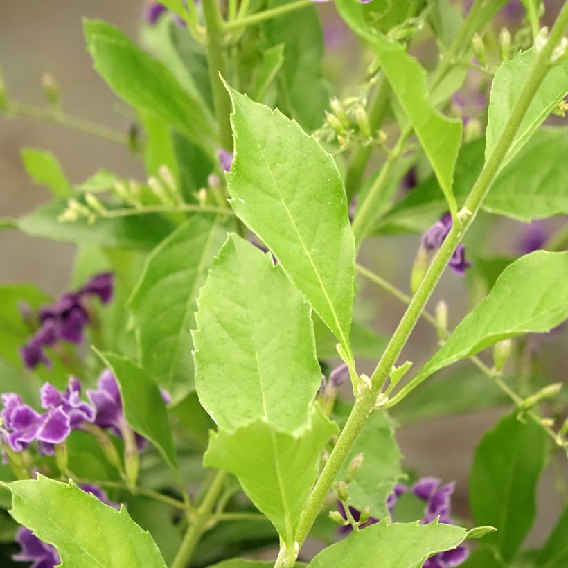 Duranta repens ou erecta - Vanillier de Cayenne (Feuillage)