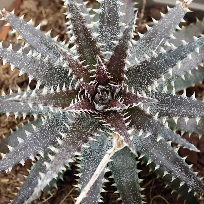 Dyckia Brittle Star - Broméliacée (Feuillage)