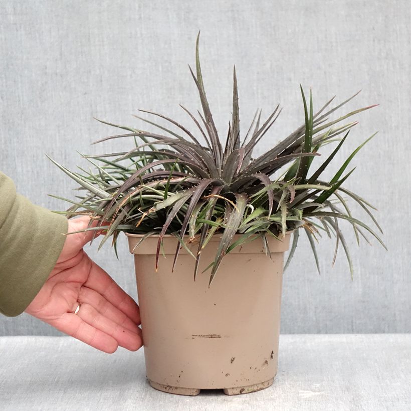 Example of Dyckia Burgundy Ice - Broméliacée Pot de 3L/4L as you get in hiver