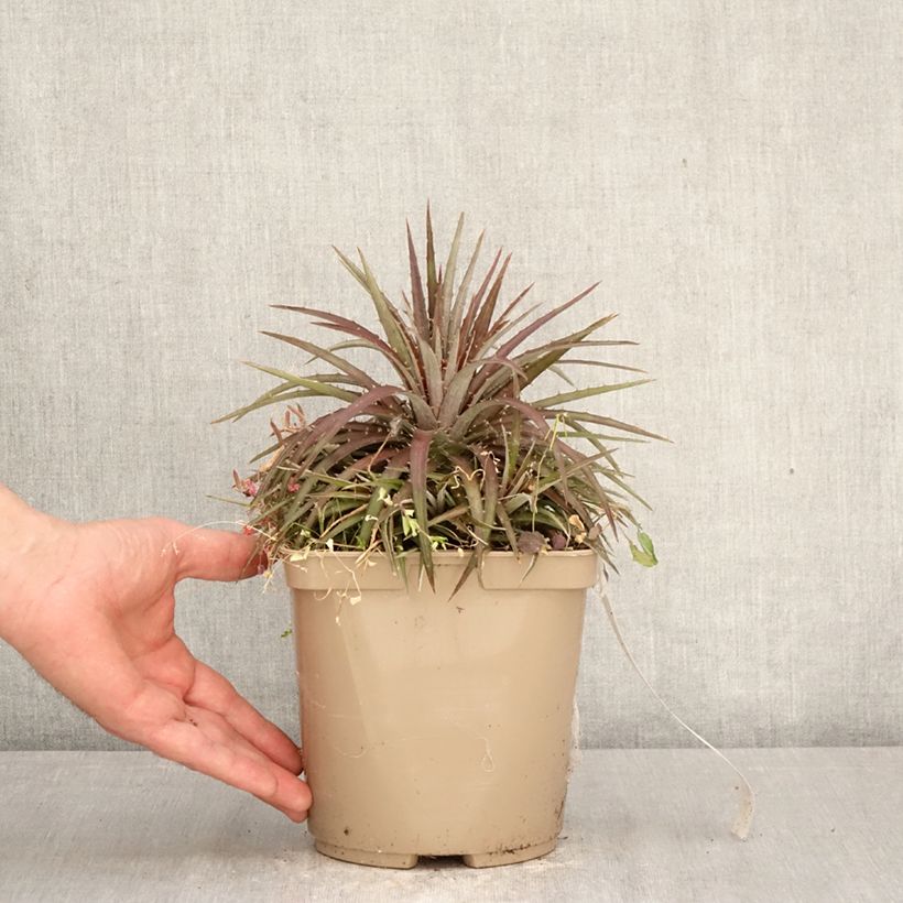 Spécimen de Dyckia Burgundy Ice - Broméliacée Pot de 3L/4L tel que livré au printemps