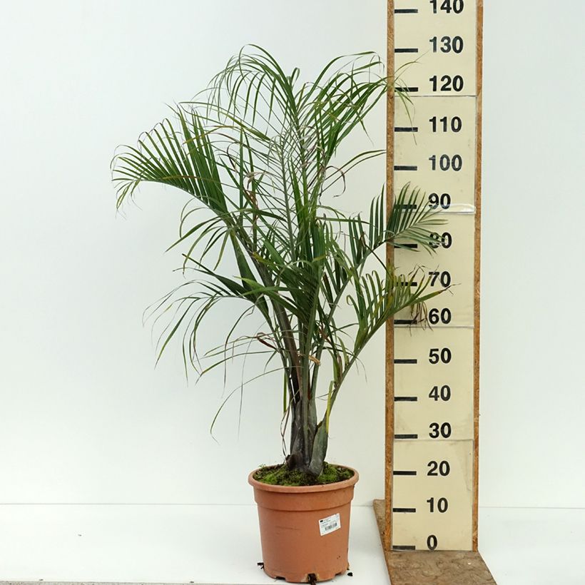 Spécimen de Dypsis decaryi - Palmier triangle Pot de 7,5L/10L tel que livré en été