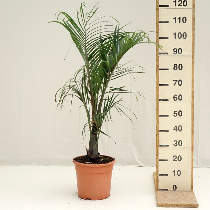Example of Dypsis decaryi - Palmier triangle Pot de 7,5L/10L as you get in printemps