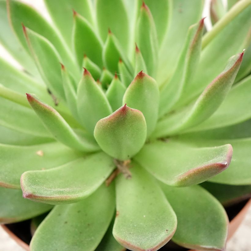Echeveria agavoides (Feuillage)