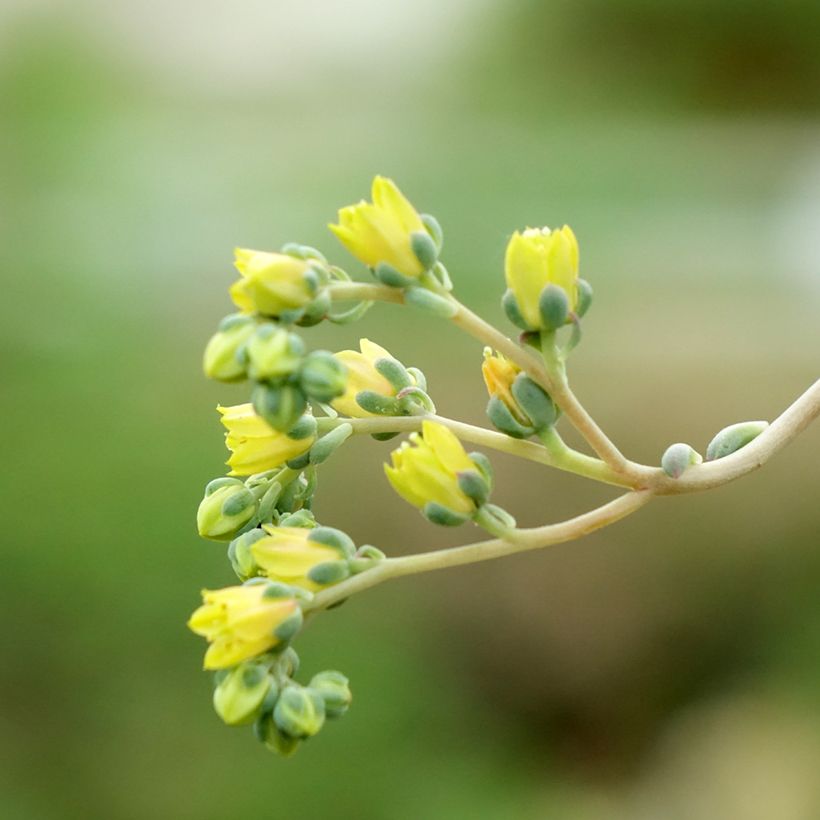 Echeveria agavoides (Floraison)