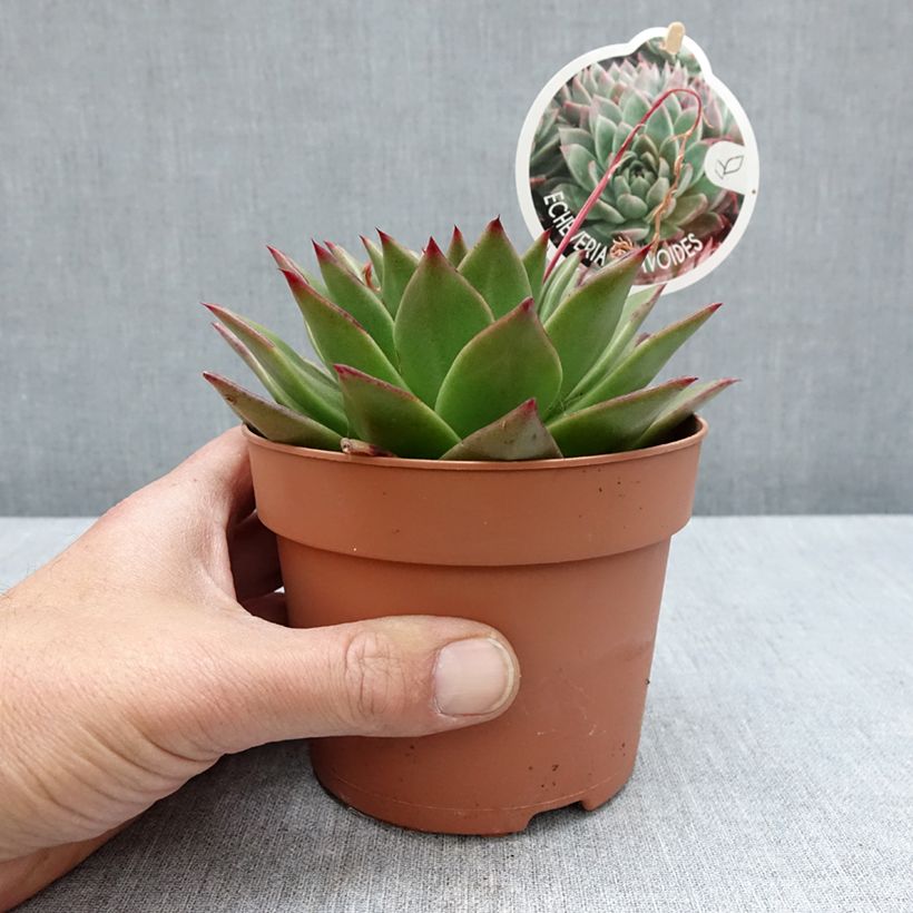 Spécimen de Echeveria agavoides Pot de 1L/1,5L tel que livré au printemps