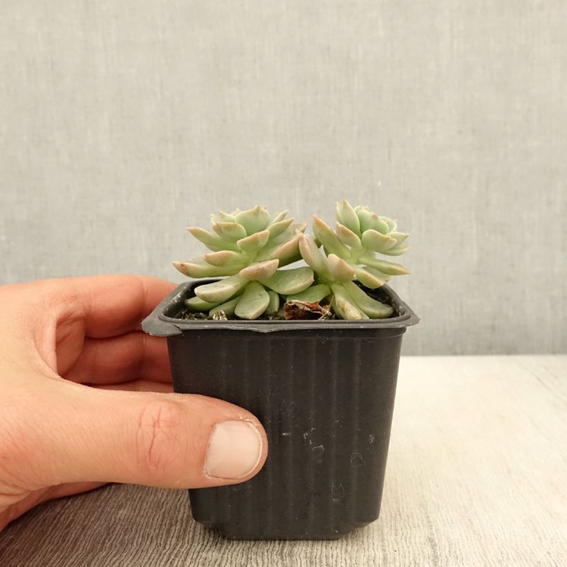 Spécimen de Echeveria derenbergii  Godet de 8/9 cm tel que livré au printemps