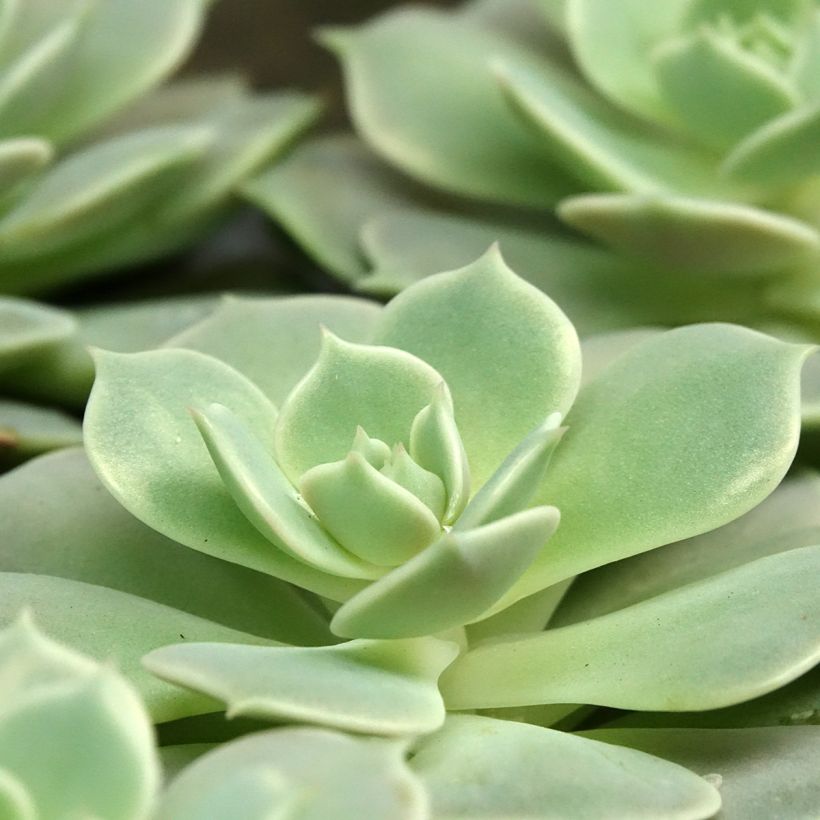 Echeveria Lola (Feuillage)