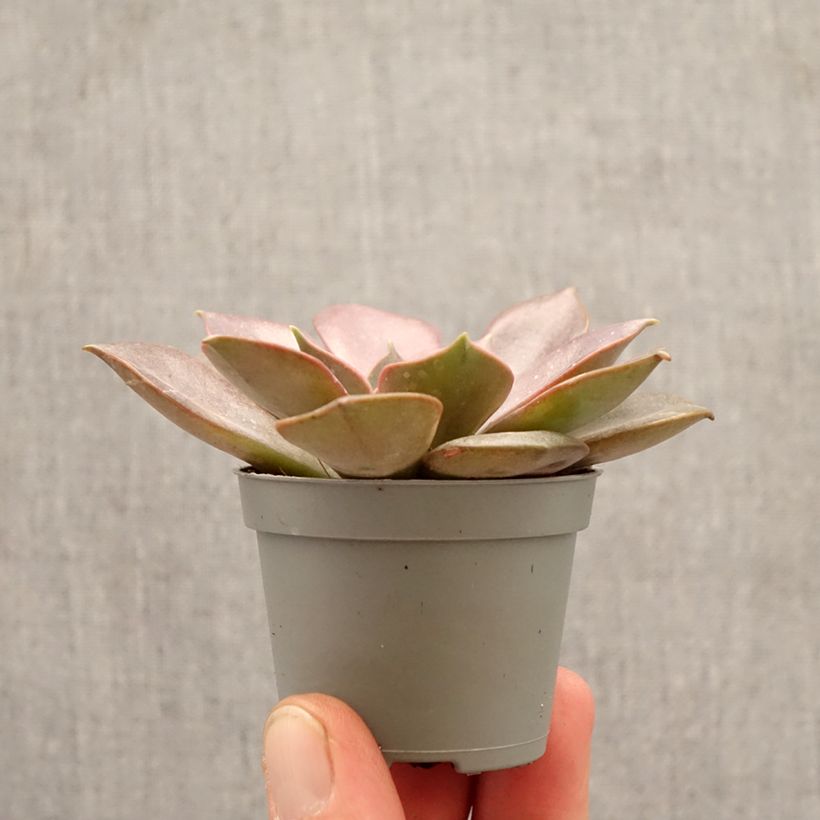 Spécimen de Echeveria Nina Mini-plante tel que livré au printemps
