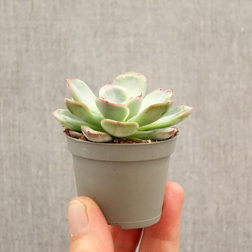 Spécimen de Echeveria Parva Mini-plante tel que livré au printemps