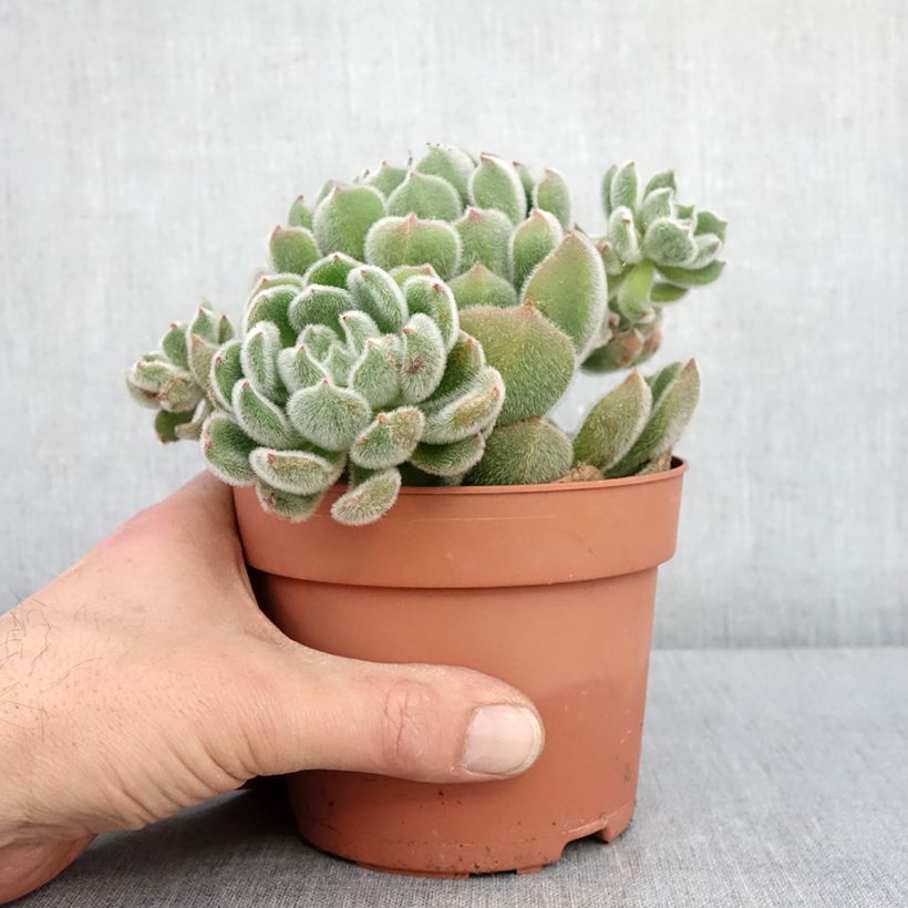Spécimen de Echeveria setosa Pot de 1L/1,5L tel que livré en hiver