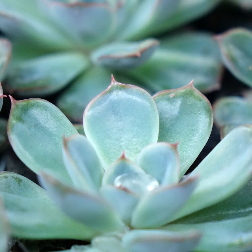 Echeveria Shira (Feuillage)