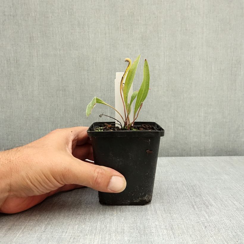 Spécimen de Echinacea angustifolia Godet de 8/9 cm tel que livré en été
