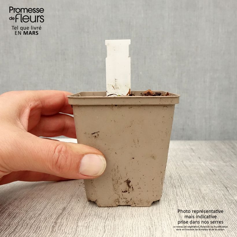 Spécimen de Echinacea angustifolia Godet de 8/9 cm tel que livré au printemps