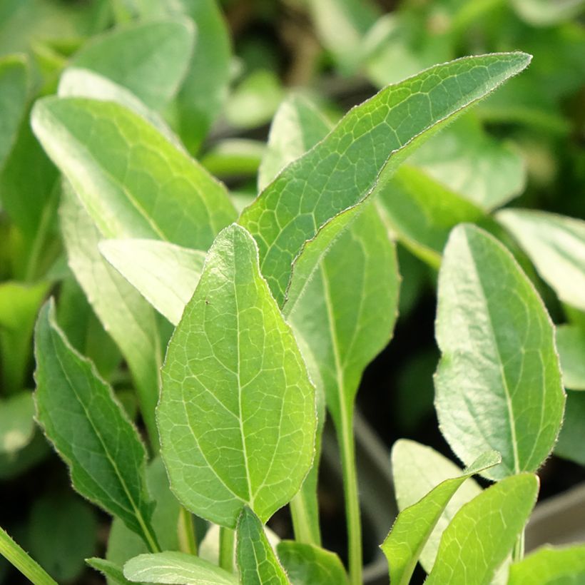 Echinacea Butterfly Kisses - Echinacée (Feuillage)