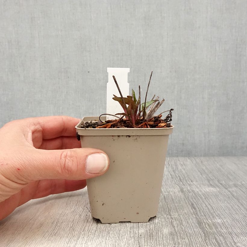 Spécimen de Echinacea Cheyenne Spirit - Echinacée Godet de 8/9 cm tel que livré au printemps