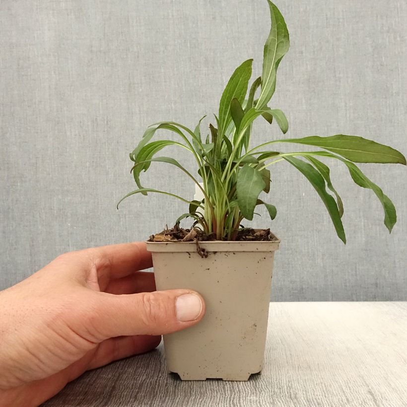 Spécimen de Echinacea Colourburst Orange - Echinacée Godet de 8/9 cm tel que livré au printemps