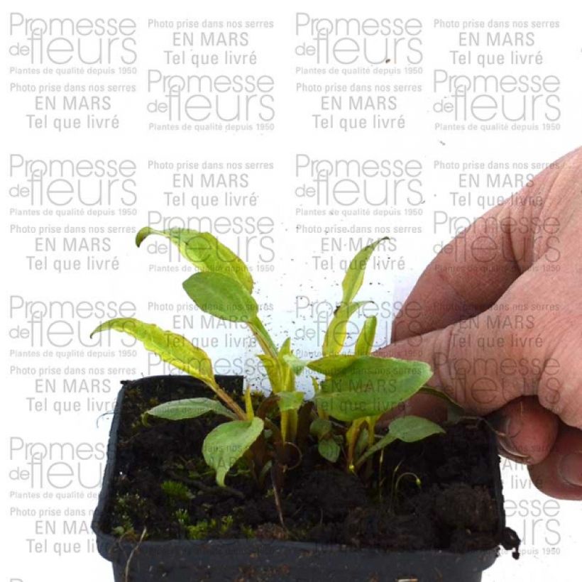 Exemple de spécimen de Echinacea Cranberry Cupcake - Echinacée Godet de 8/9 cm tel que livré