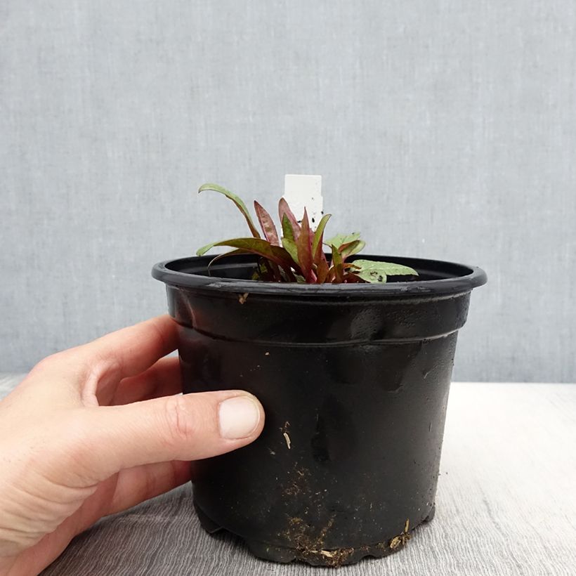 Spécimen de Echinacea Fatal Attraction - Echinacée Pot de 2L/3L tel que livré au printemps