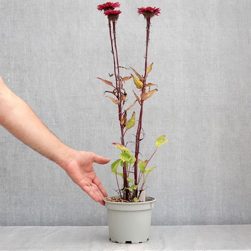 Spécimen de Echinacea Fatal Attraction - Echinacée Pot de 2L/3L tel que livré en été