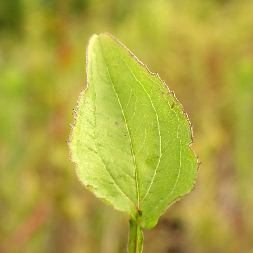 Echinacea Green Twister - Echinacée (Feuillage)