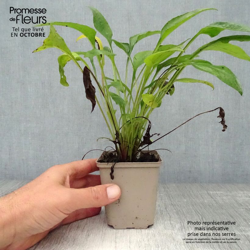 Spécimen de Echinacea Julia - Echinacée Godet de 8/9 cm tel que livré en automne