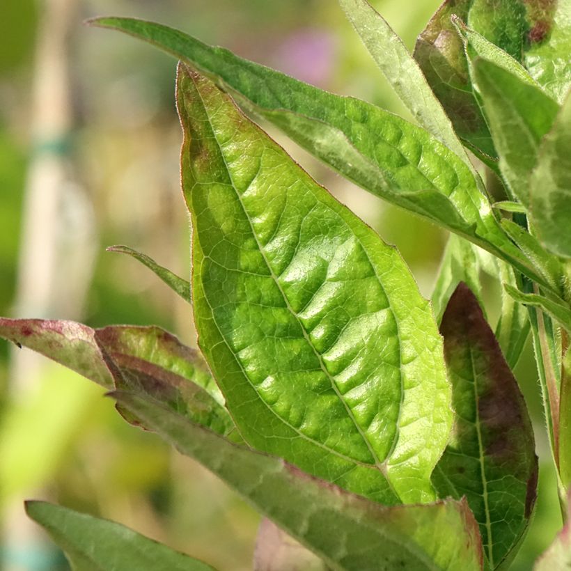 Echinacea Lakota Red - Echinacée (Feuillage)