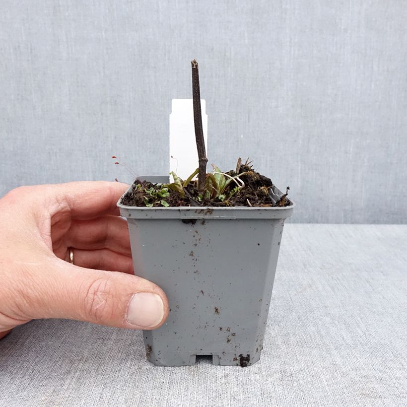 Spécimen de Echinacea Lakota Red - Echinacée Godet de 8/9 cm tel que livré au printemps