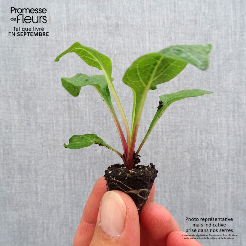 Spécimen de Echinacea Lakota Red - Echinacée Mini-motte Ø 3/4 cm tel que livré en automne