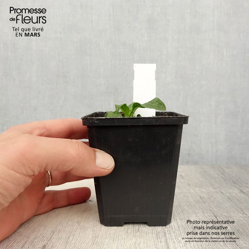 Spécimen de Echinacea Lakota Yellow - Echinacée Godet de 8/9 cm tel que livré au printemps