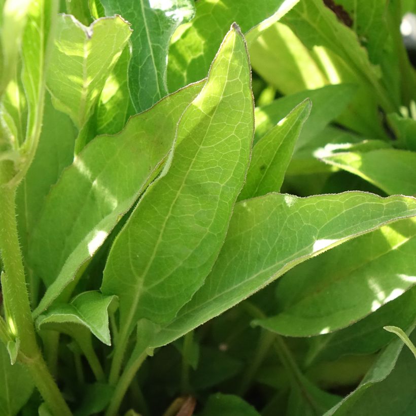 Echinacea Orange Skipper - Echinacée (Feuillage)