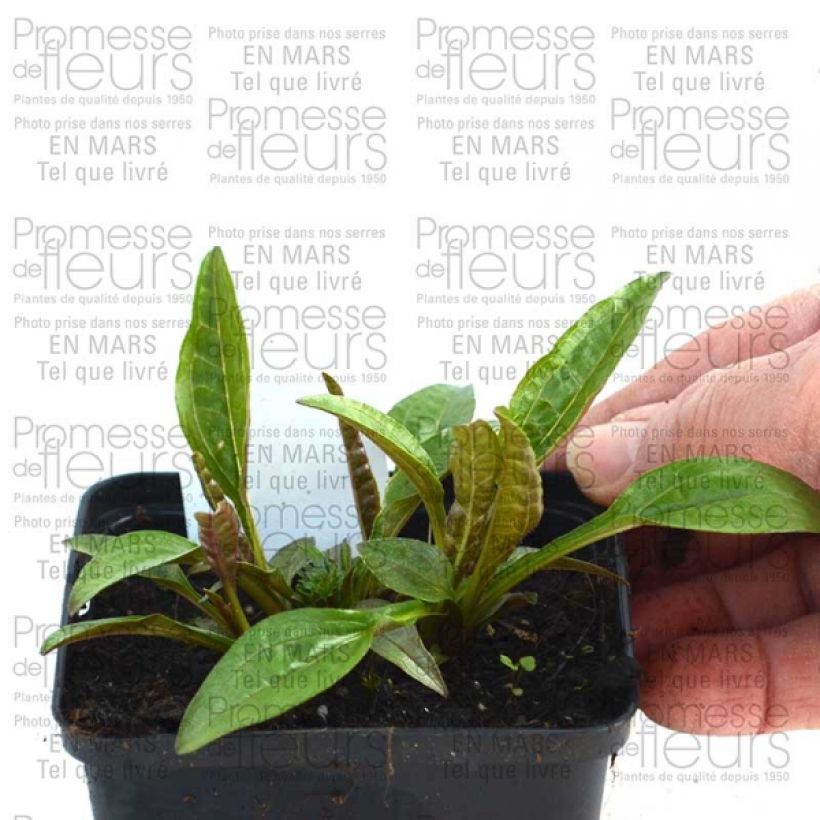 Exemple de spécimen de Echinacea Pacific Summer - Echinacée Godet de 8/9 cm tel que livré