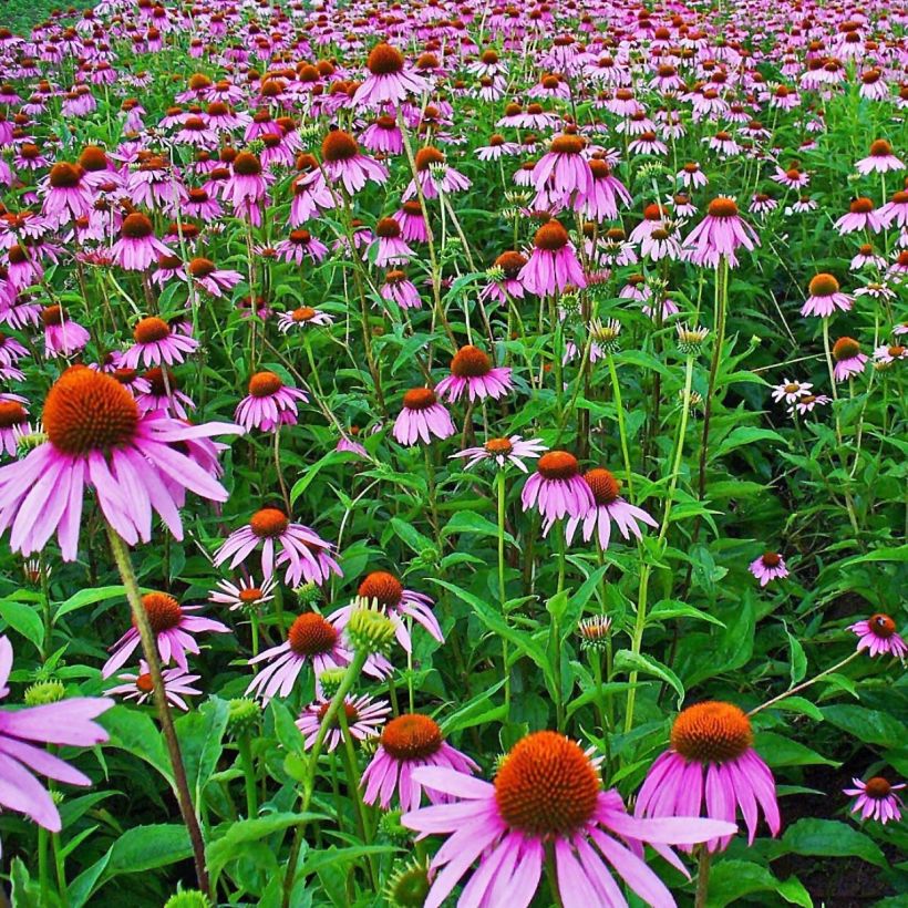 Echinacea purpurea - Echinacée pourpre (Flowering)