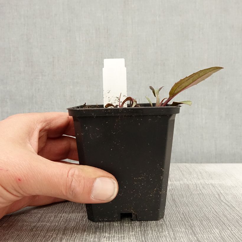 Spécimen de Echinacea purpurea Augustkönigin - Echinacée Godet de 8/9 cm tel que livré au printemps