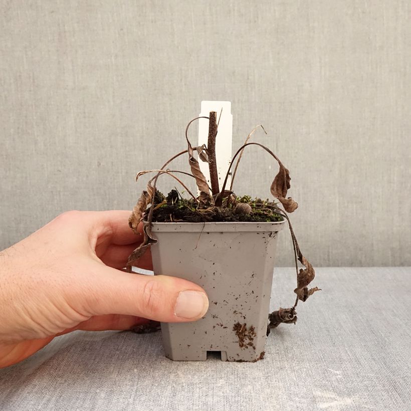 Spécimen de Echinacea purpurea Delicious Candy - Echinacée Godet de 8/9 cm tel que livré en hiver