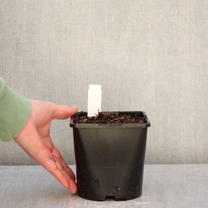 Spécimen de Echinacea purpurea Double Decker Pot de 2L/3L tel que livré en hiver