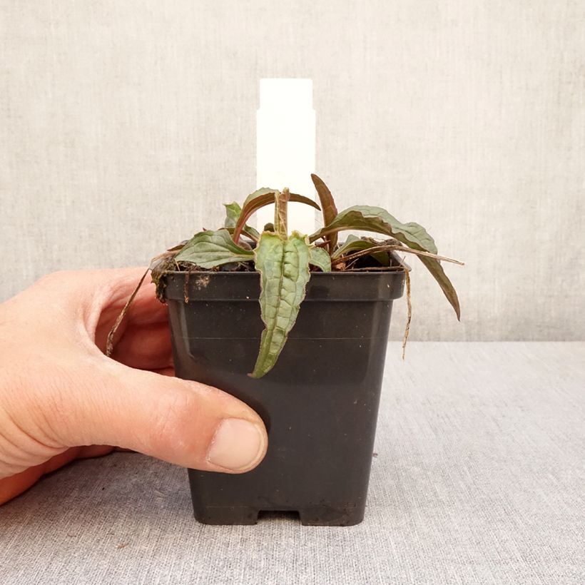 Spécimen de Echinacea purpurea Espinoso Green - Echinacée Godet de 8/9 cm tel que livré au printemps