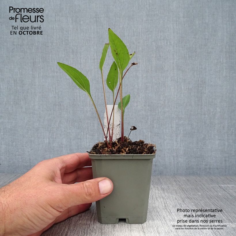 Spécimen de Echinacea purpurea Irresistible - Echinacée Godet de 8/9 cm tel que livré en automne