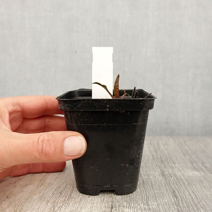 Spécimen de Echinacea purpurea Leuchtstern - Echinacée Godet de 8/9 cm tel que livré au printemps